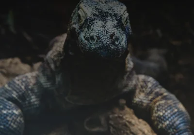 Komodo National Park: A UNESCO World Heritage Site You Can’t Miss