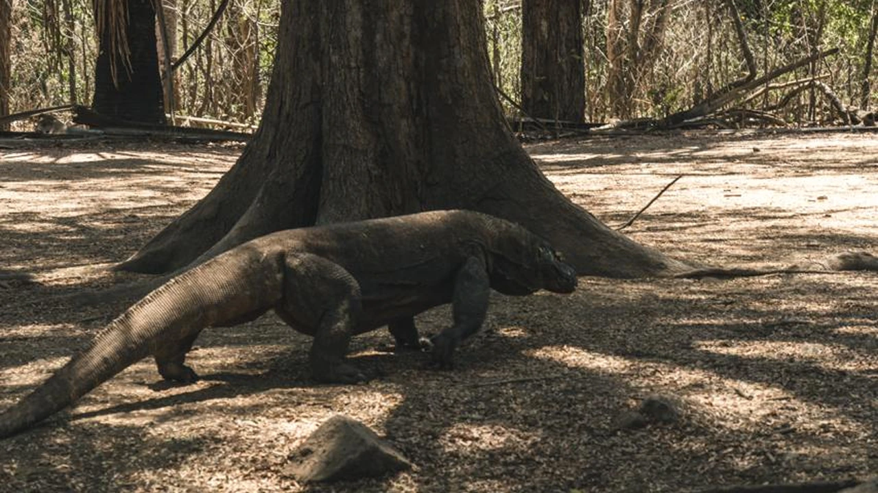 Best Time to Visit Komodo: Seasons, Weather, and Sailing Tips