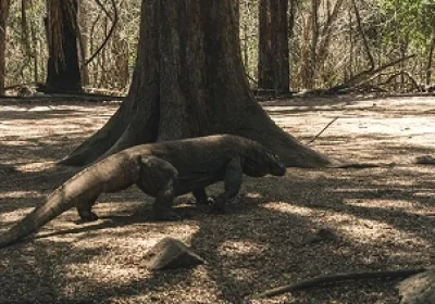 Best Time to Visit Komodo: Seasons, Weather, and Sailing Tips